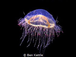 Jelly by Ben Kettle 